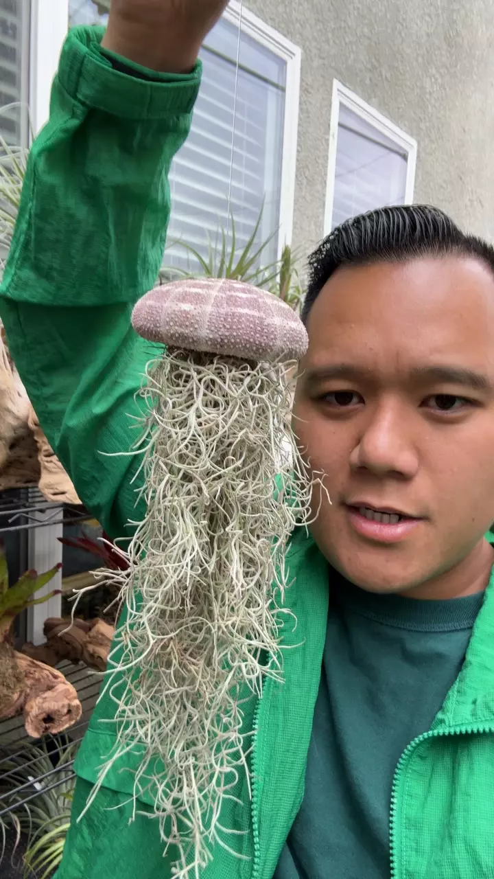 shellyfish thumbnail