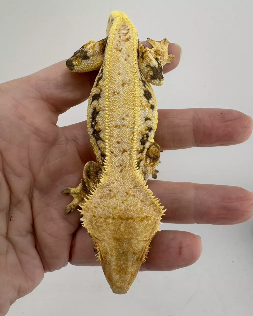 Sugar Rush 38.7g female Lilly White from Gecko Haven thumbnail