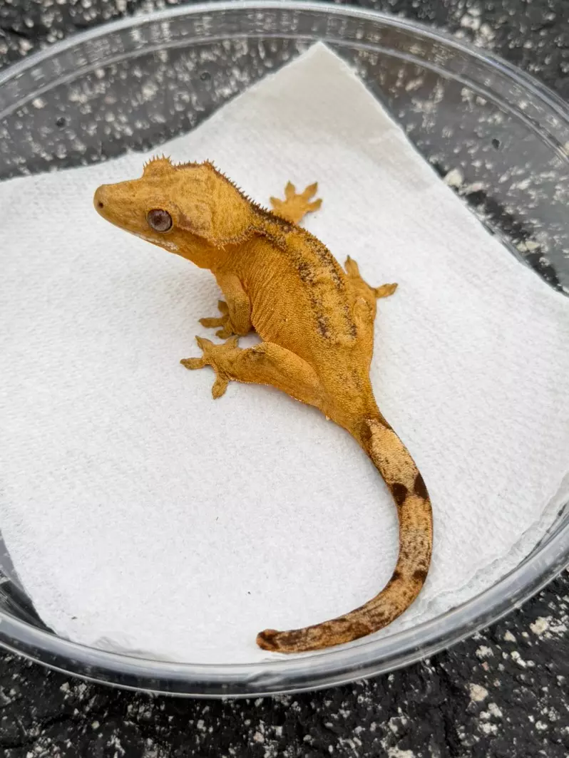 Sally kid Margin Phantom Female (25CG-113) thumbnail