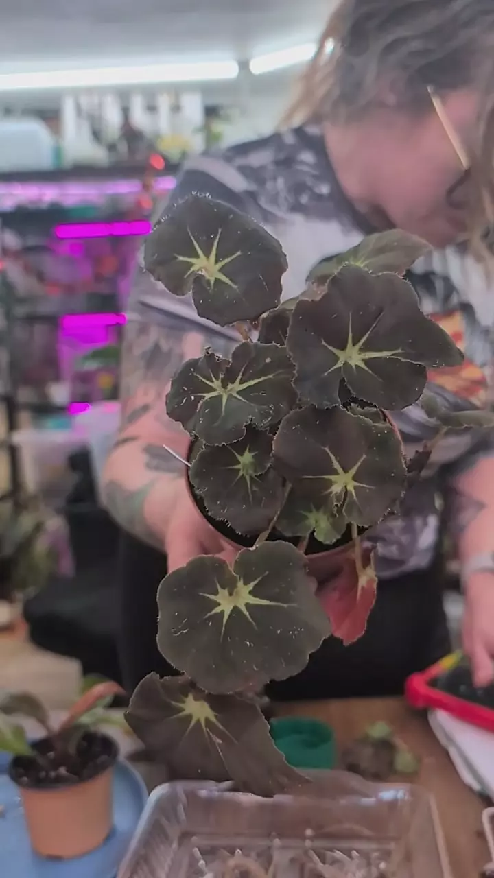 begonia stella thumbnail