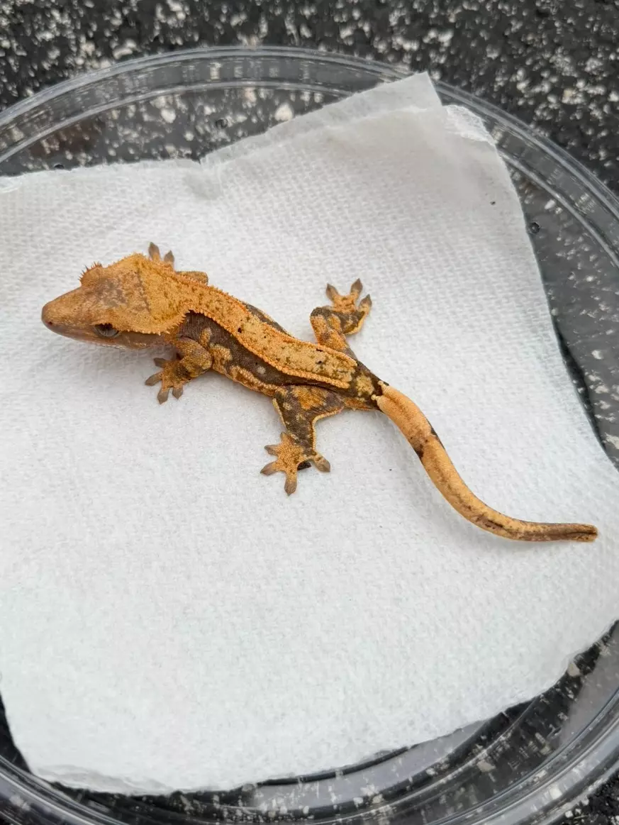 Insane Lavender Tangerine Soft Scale Female (C25-240) thumbnail