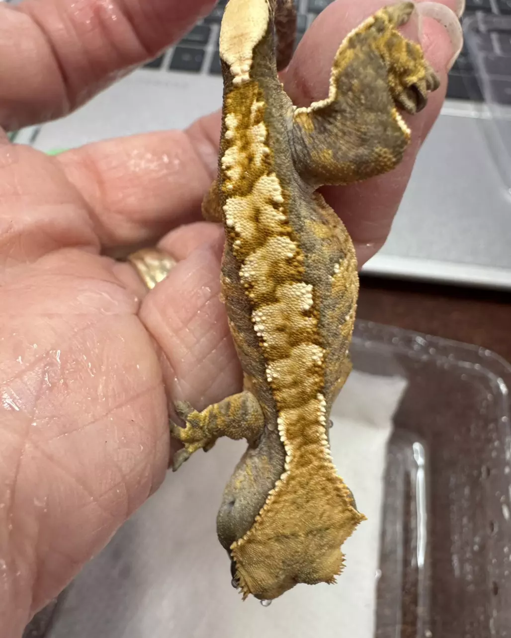 3ScTp25 NPV Extreme Harlequin Tricolor 6g thumbnail