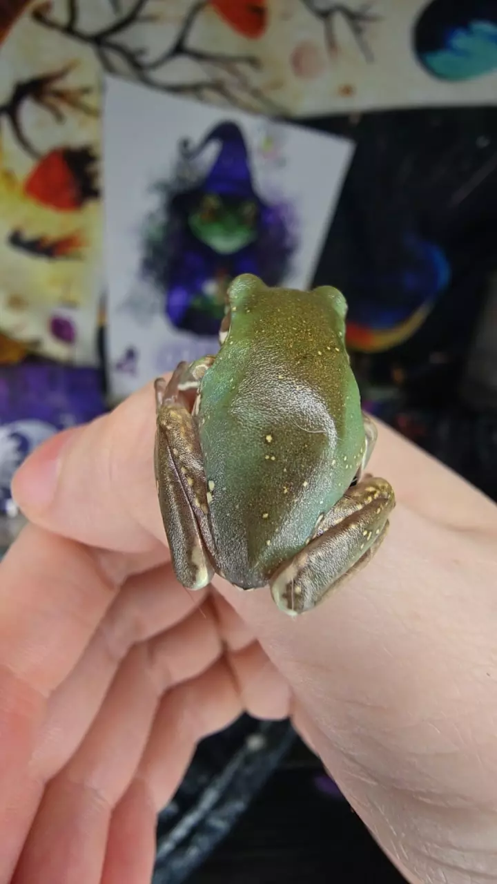 gold flake squall baby thumbnail