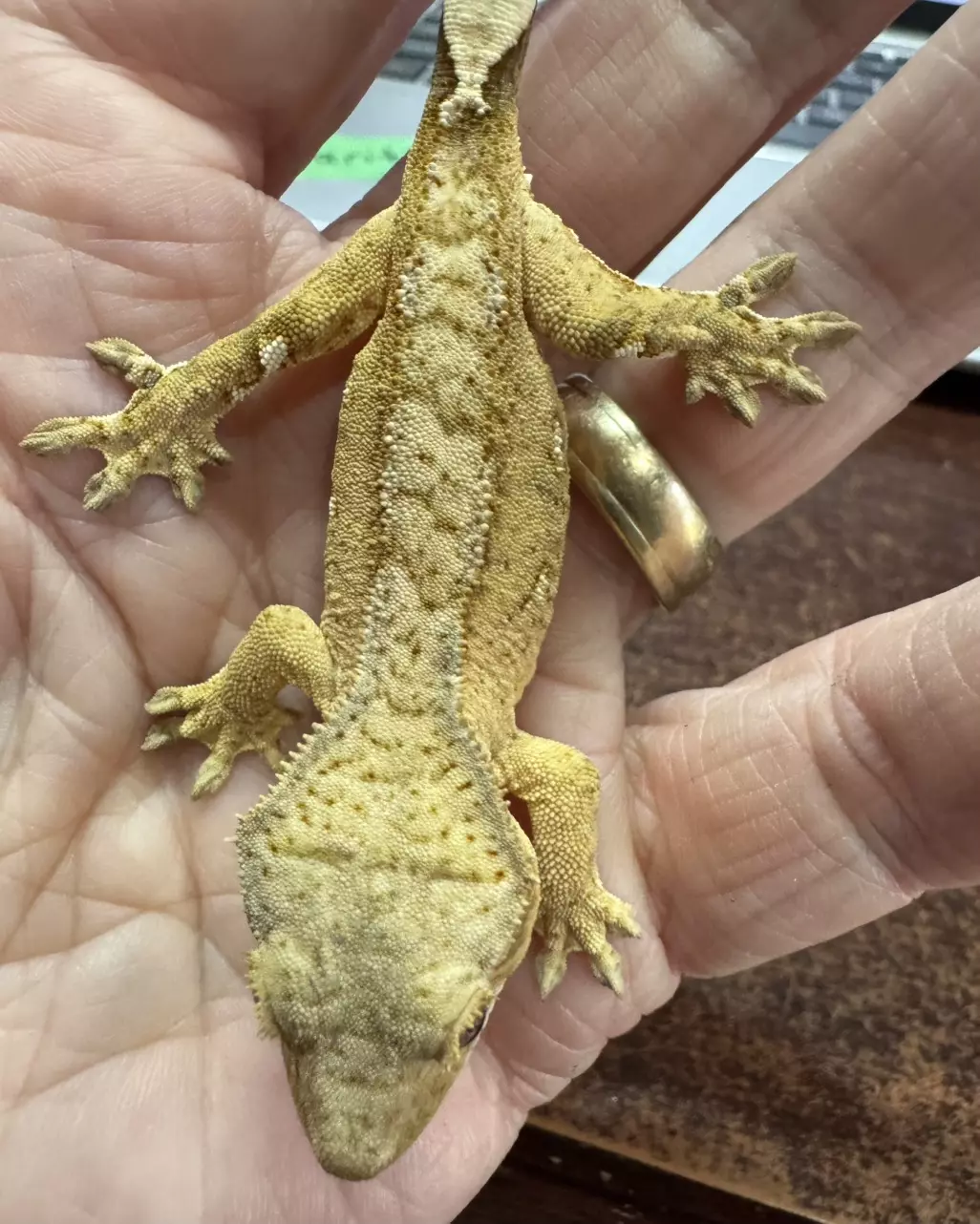 2GbJu25 Male Yellow Phantom 8g thumbnail