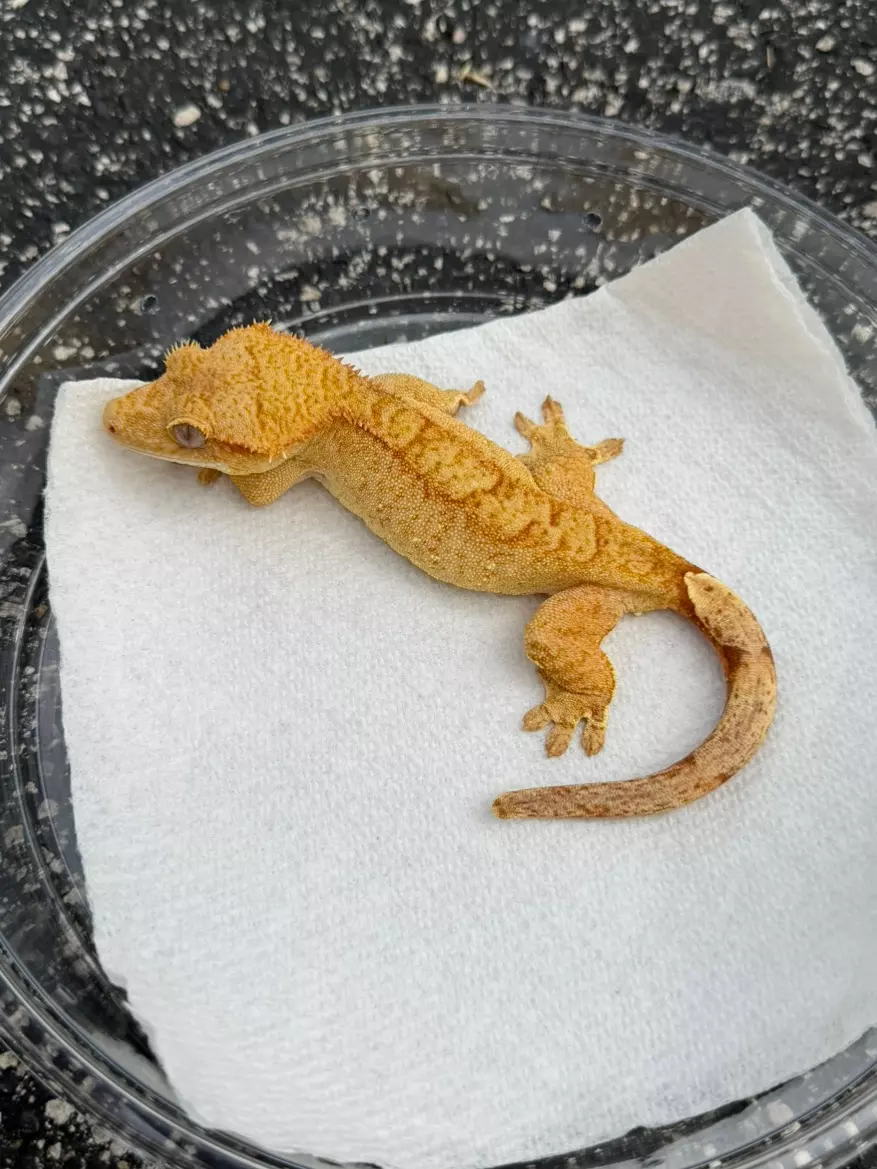 Strawberry Blonde Phantom Porthole Female (25CG-14) thumbnail