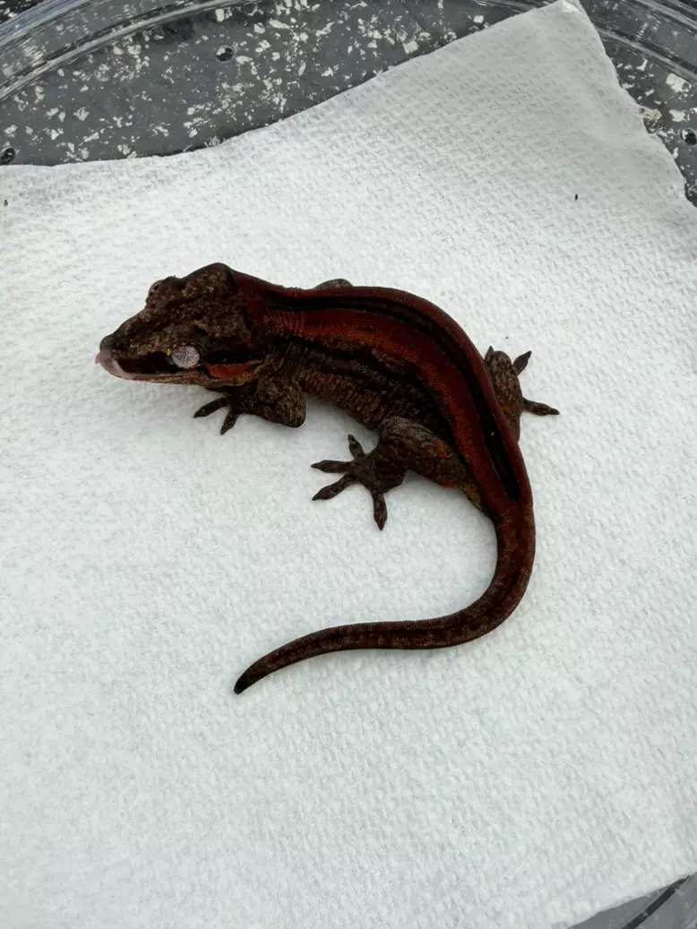 Dark Base Red Stripe Gargoyle Female (25GG-285) thumbnail