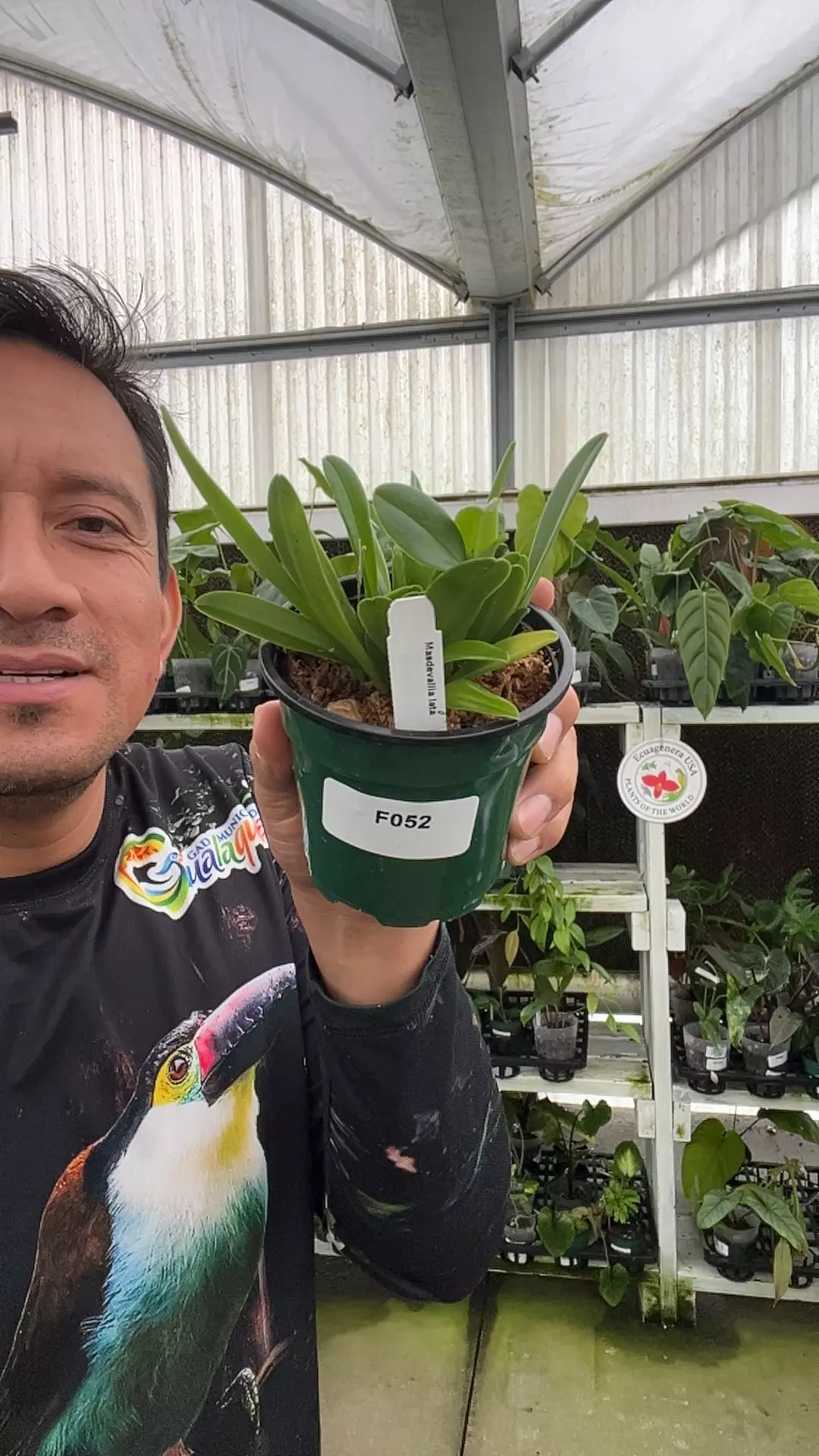 F052 Masdevallia lata thumbnail