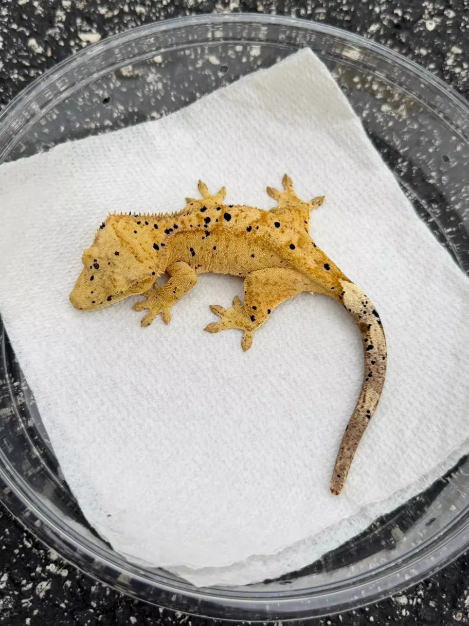 Super Dalmatian Female (25CG-87) thumbnail