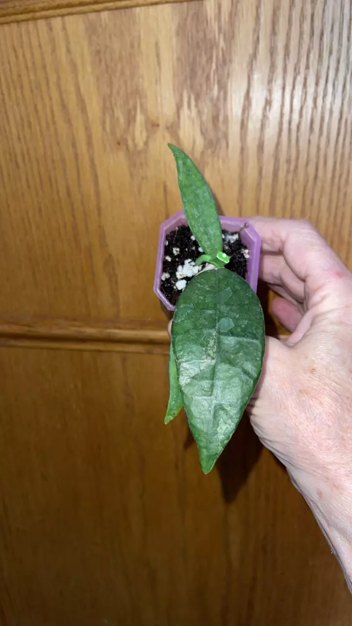 172 Hoya Finlaysonii pangha thumbnail