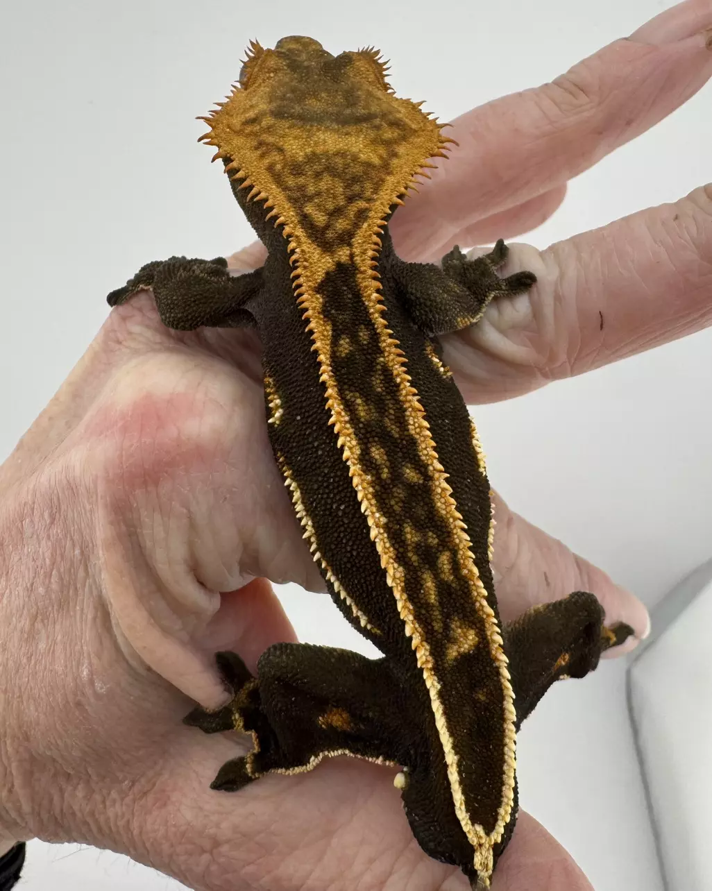 28.6g Male Soft Scale Super Empty Back thumbnail