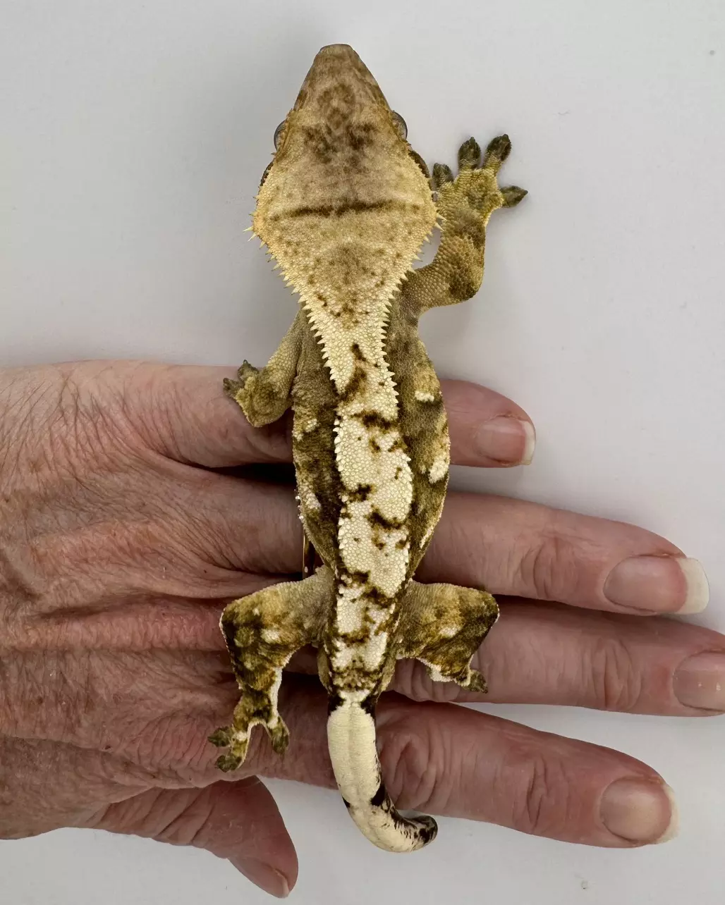 Bengal 32g male thumbnail