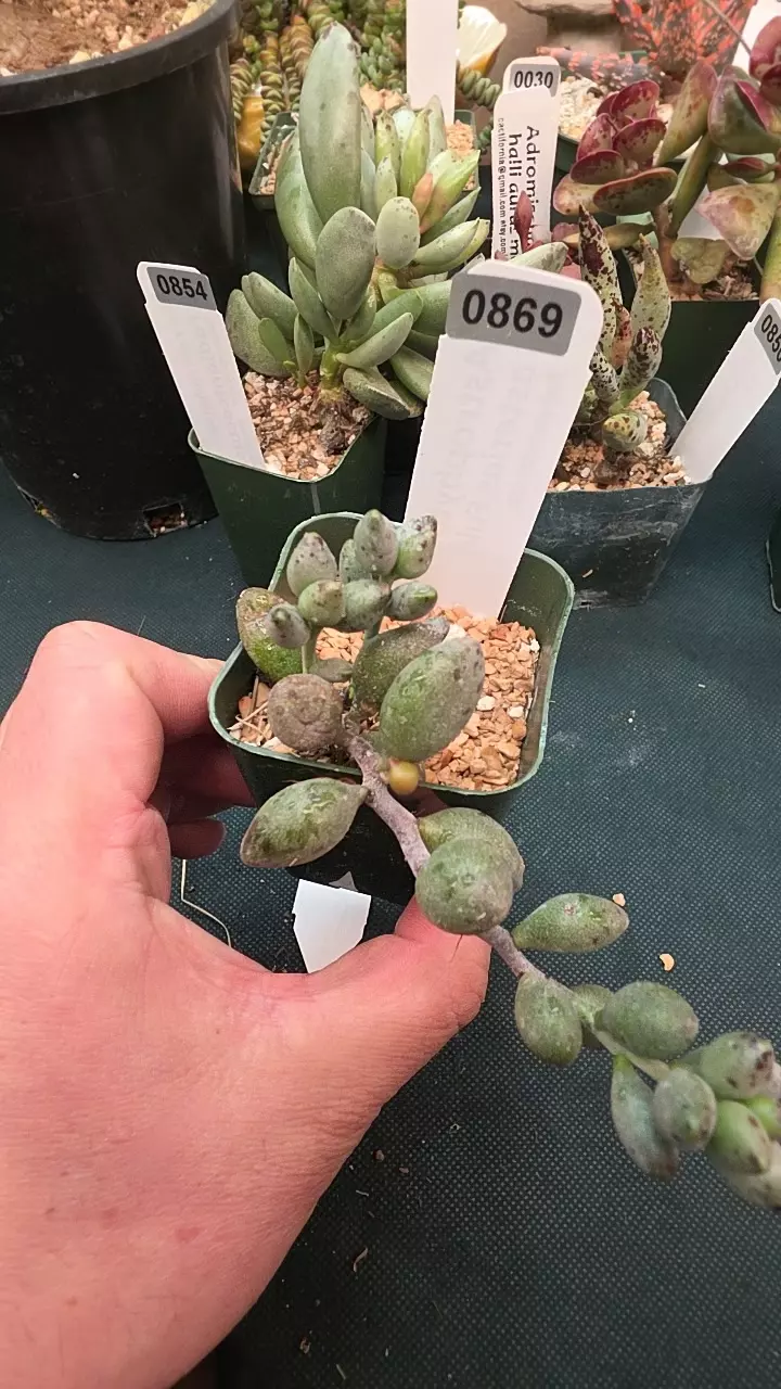 0869 Adromischus marlothii single leaf cutting GC thumbnail