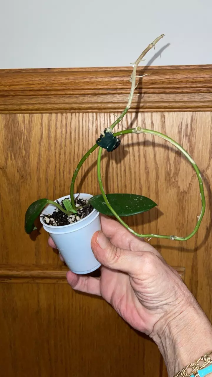 185 Hoya diversifolia thumbnail