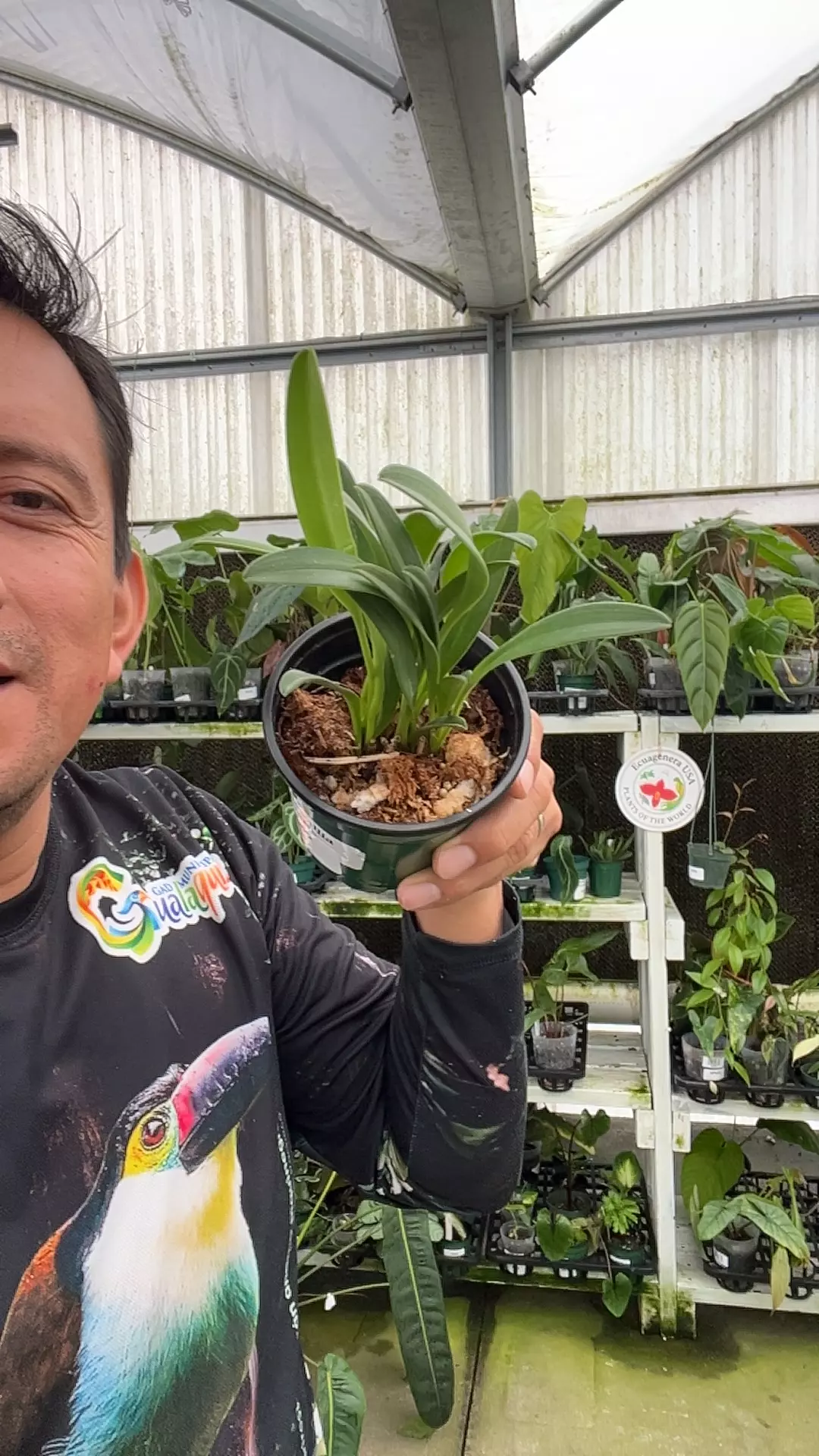 F060 Masdevallia peristeria thumbnail