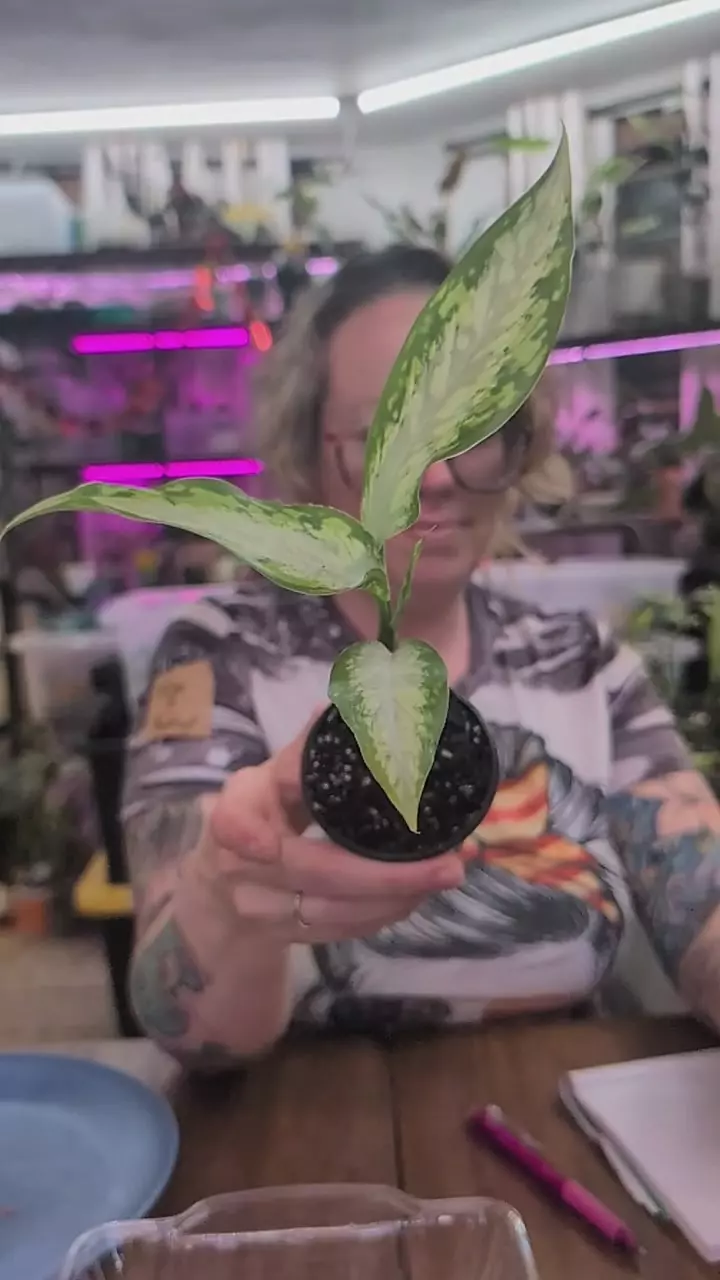 dieffenbachia carina thumbnail