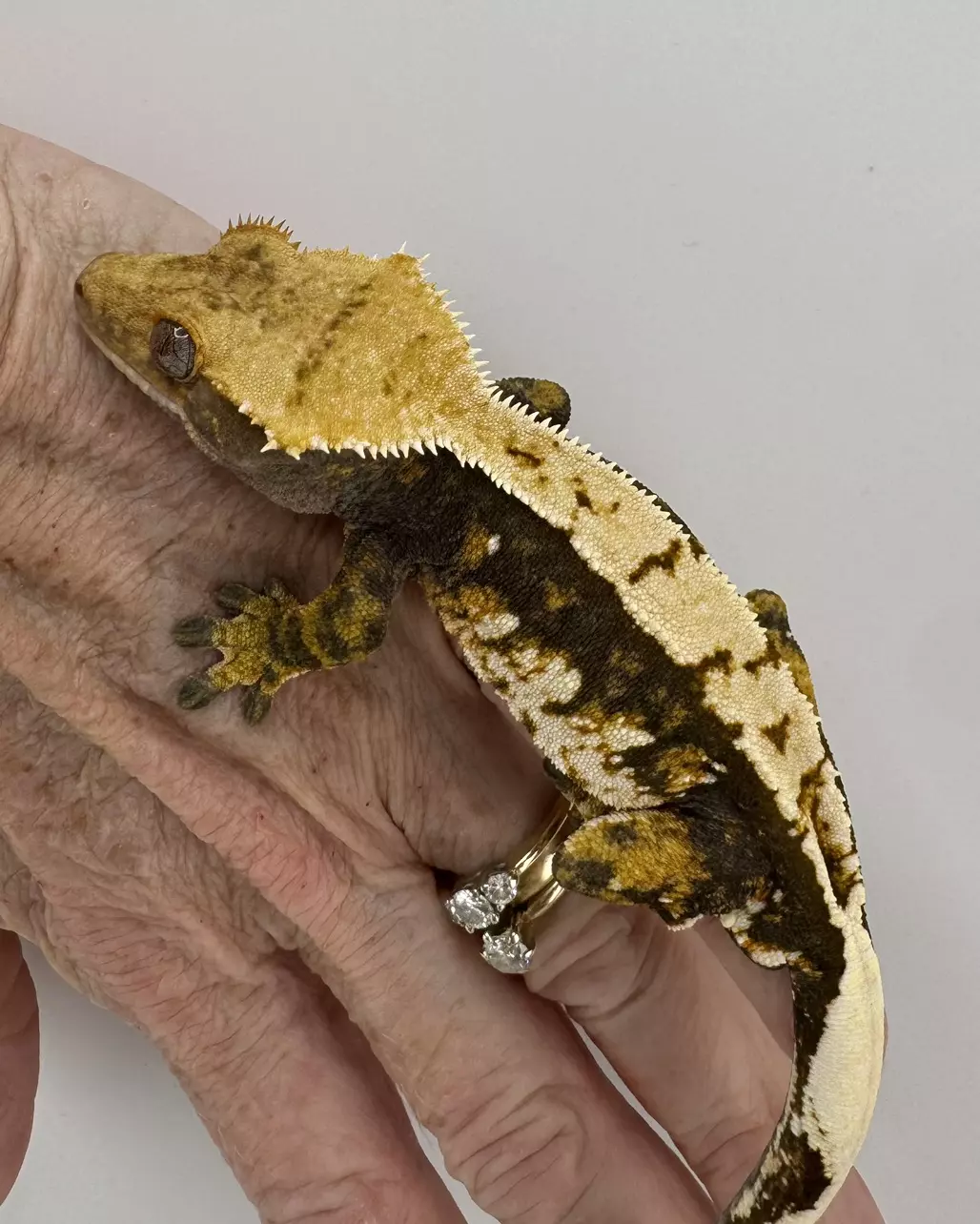 37g male Morph Menagerie Tinsel & Cockamanie thumbnail