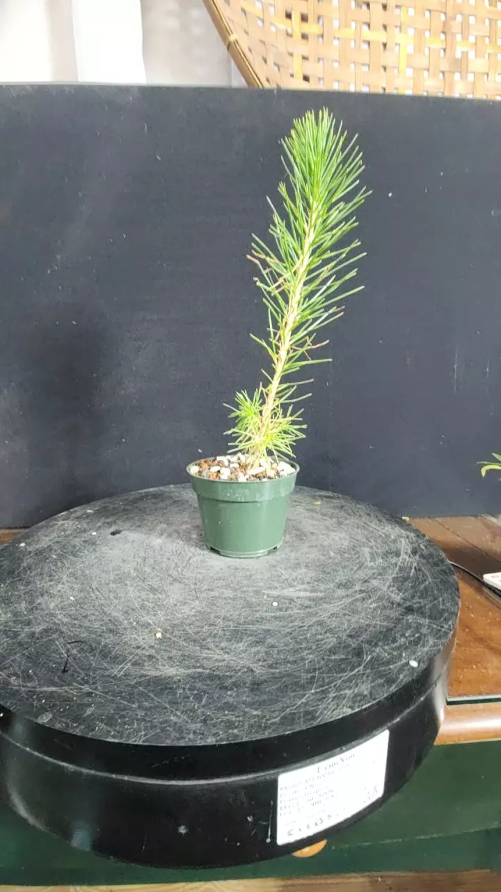 Black pine 1 yo seedlings in bonsai soil sellers choice thumbnail