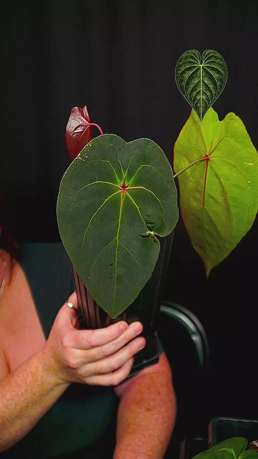 Red Spider 🕷❤️😲 thumbnail