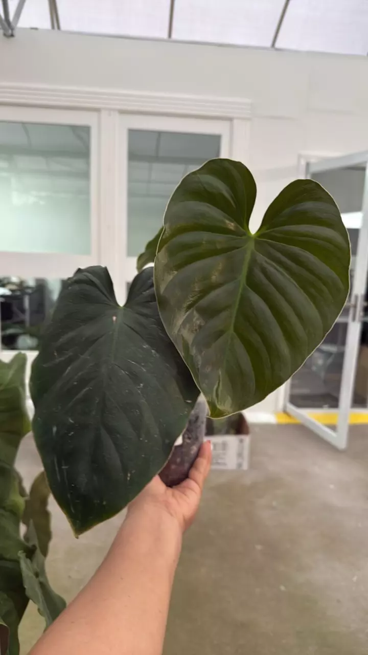 im236 philo noid thumbnail