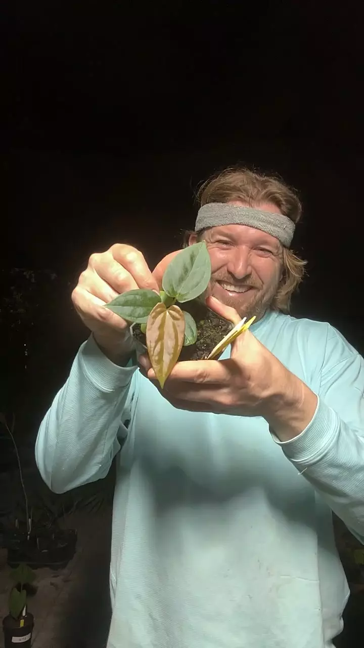 [739] BVEP x Sp. Black Panama thumbnail