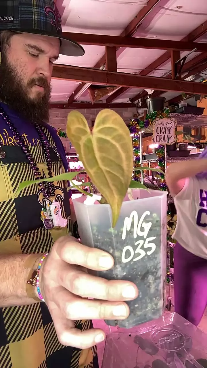 MG035 Pap x1 mint var thumbnail