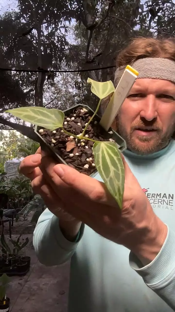 [723] FTG Crystallinum F1 from seed thumbnail