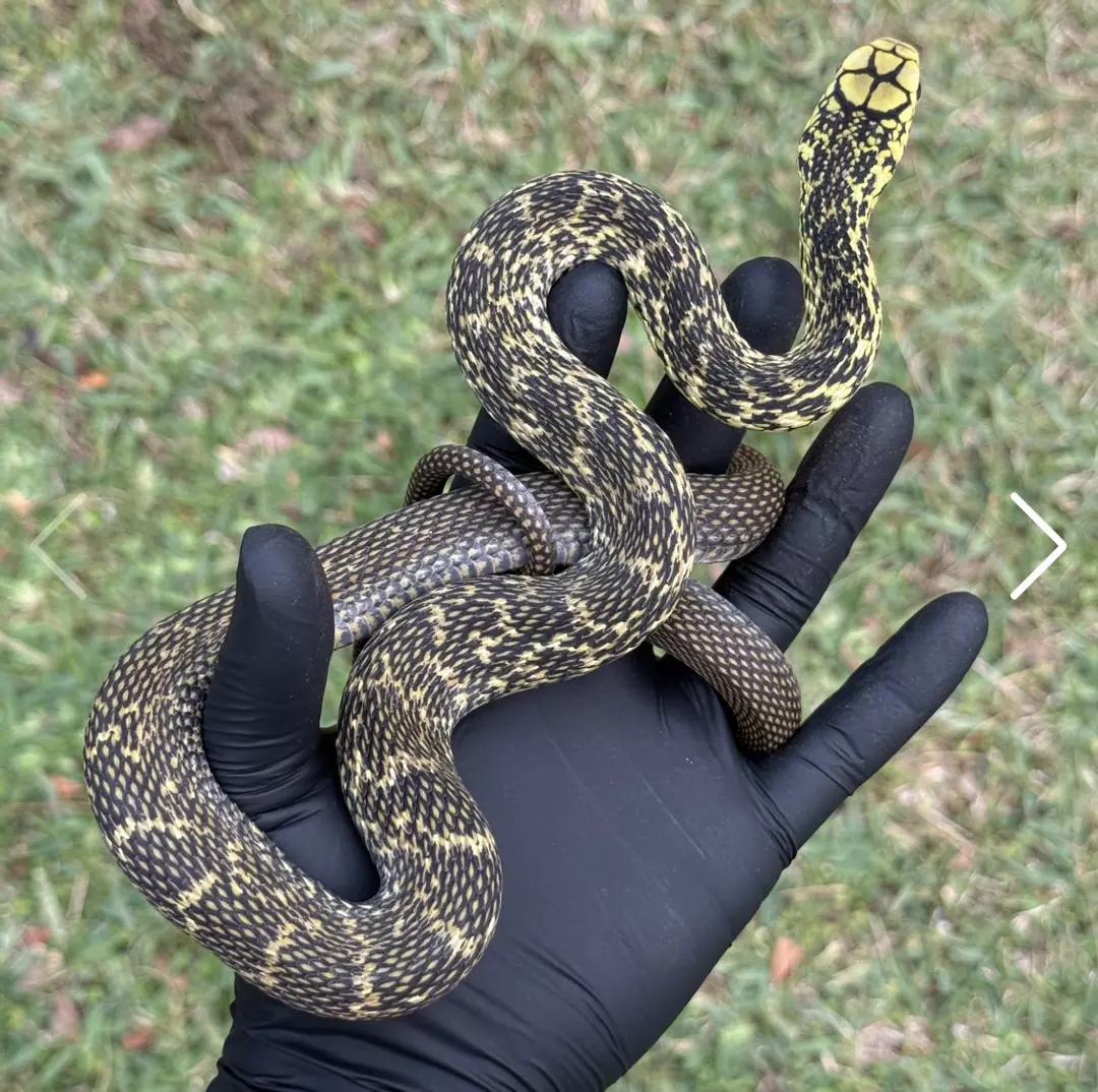 King Rat Snake 👑 thumbnail