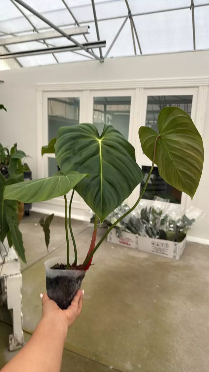 e858 philo lynami x pastazanum thumbnail