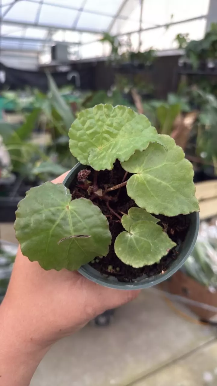 f156 begonia ferox thumbnail