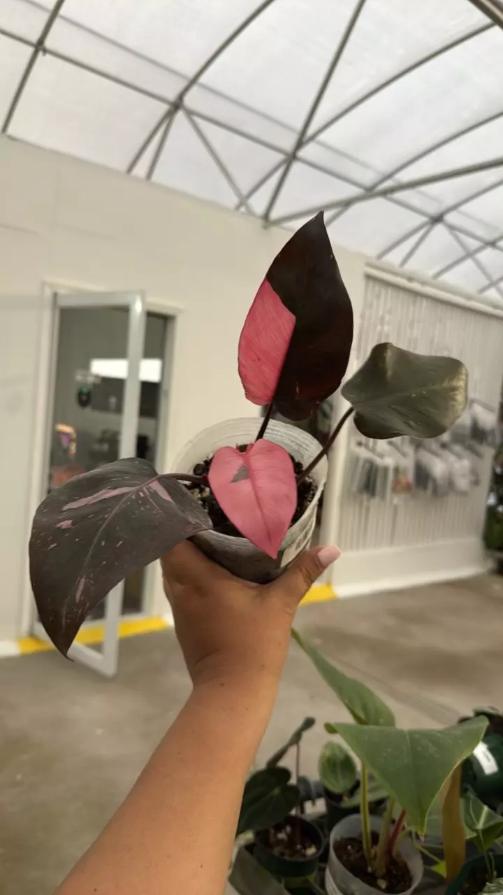 E761 Philodendron Pink Princess thumbnail