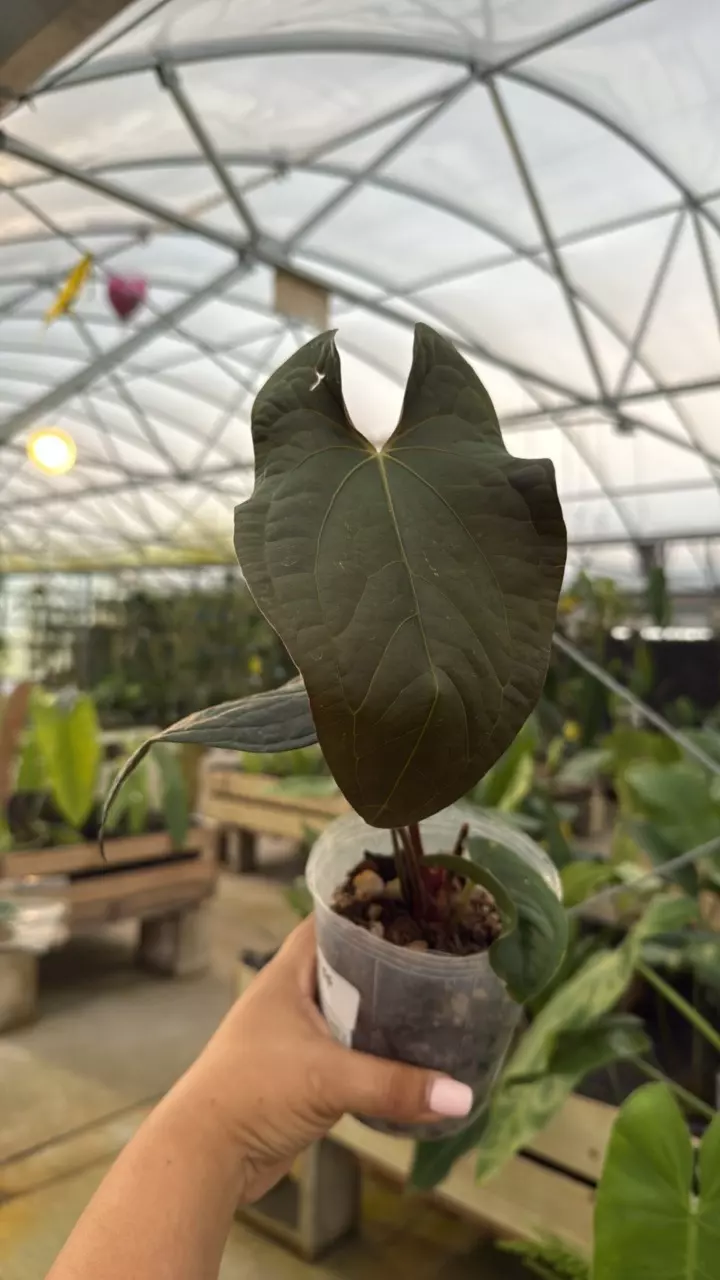 F155 Anthurium Happy Bunny x papillilaminum thumbnail