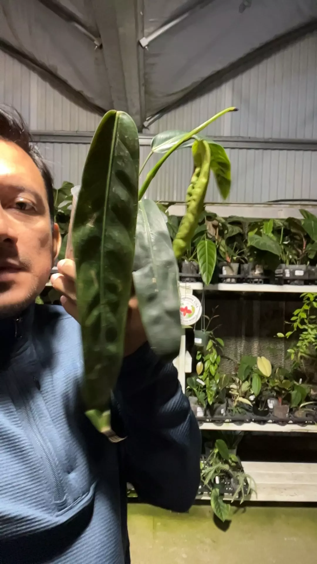 F145 Philo Patriciae thumbnail