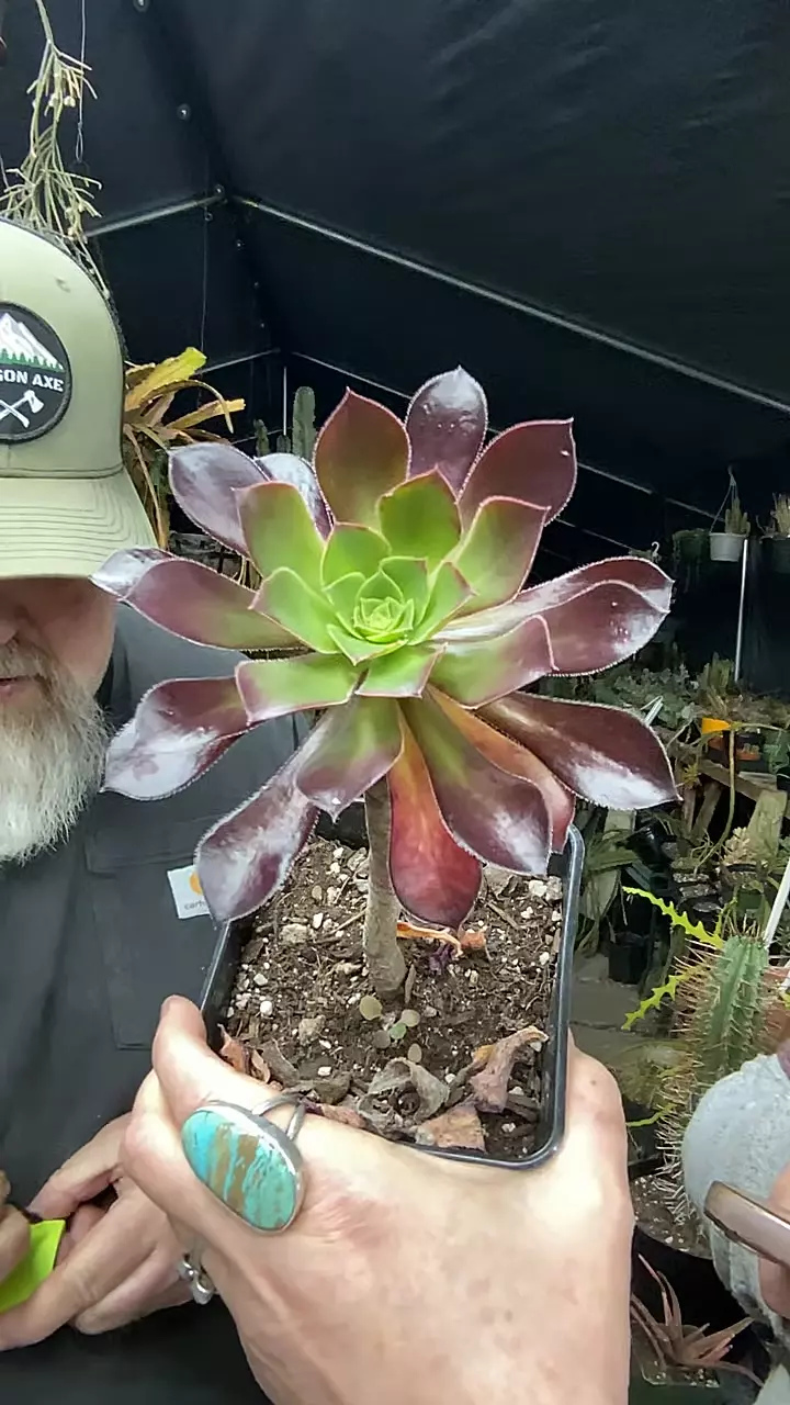 Aeonium Zwartkop 5” thumbnail