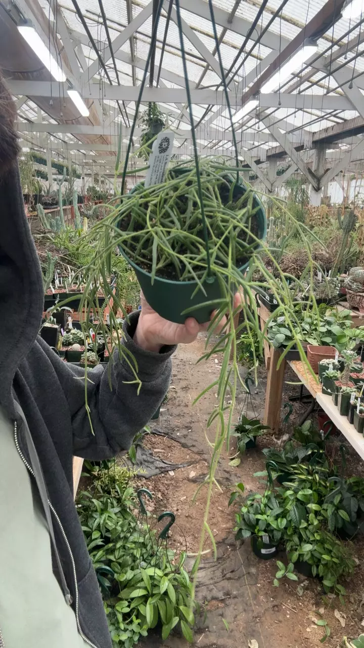 H816 linearis thumbnail