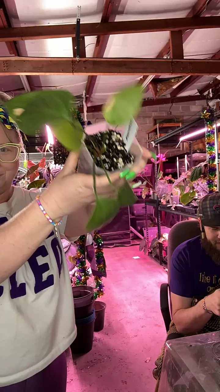 MG041 Mancuniense thumbnail