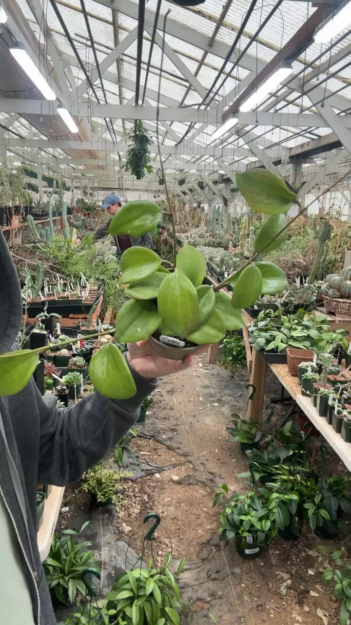 H843 quinquenervia thumbnail