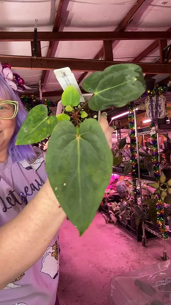 MG030 Carla x SR X ‘Baron’ thumbnail