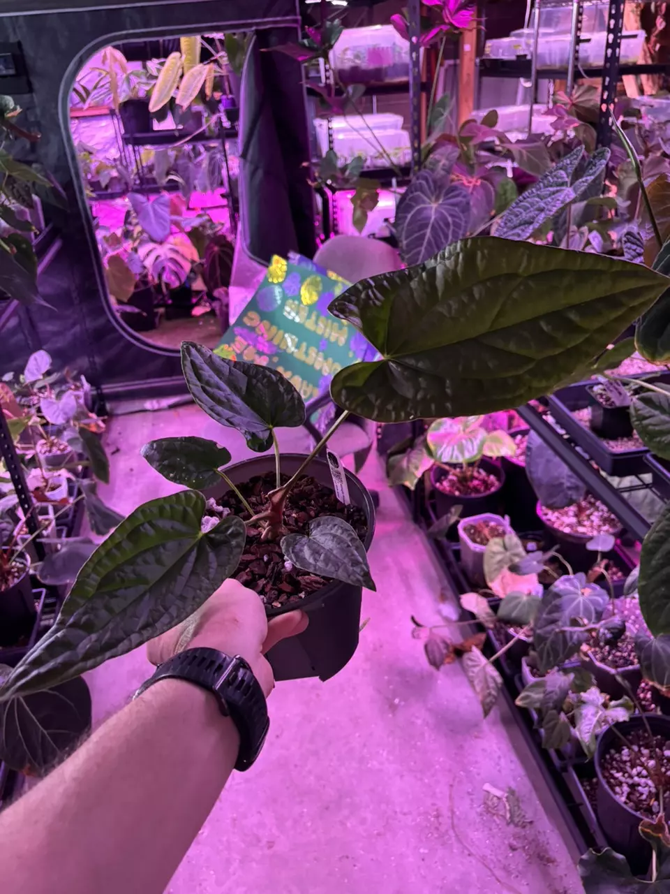 MG026 Midnight Stranger X Lux Wide Sinus thumbnail