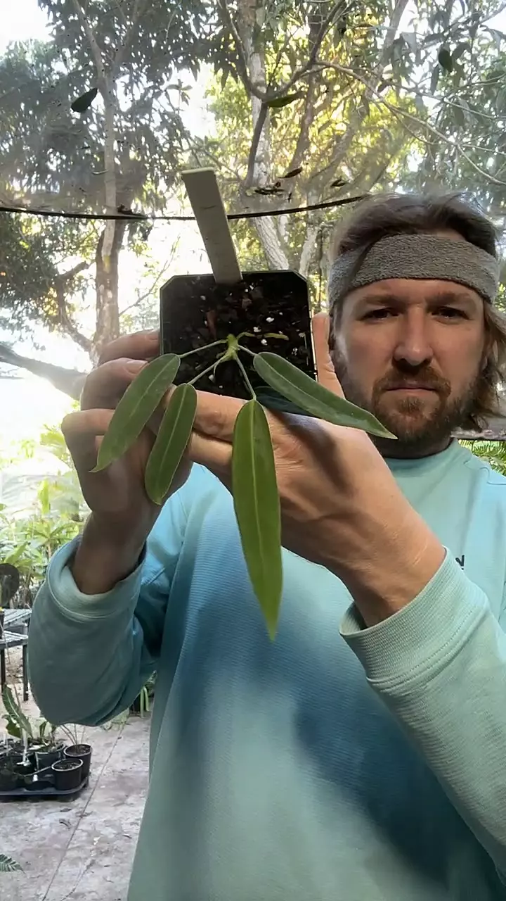 [701] anthurium pallidiflorum thumbnail