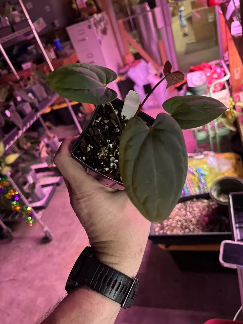 MG037 RVDP X BVEP (Round x Felix) thumbnail