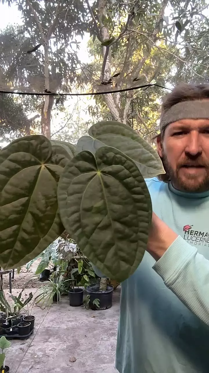 [710] Wonderboy x Luxurians thumbnail