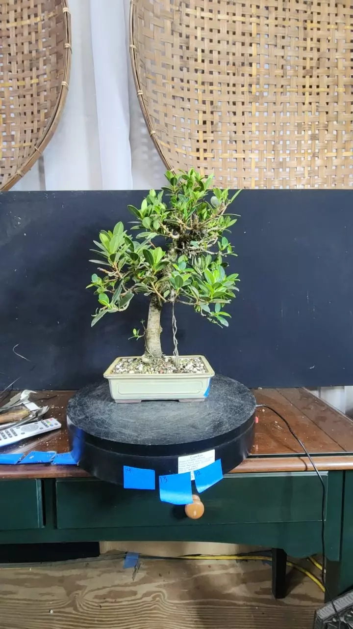 #11 Green mound ficus thumbnail