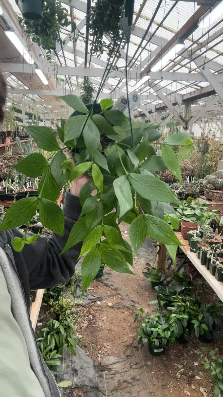 H853 polyneura thumbnail