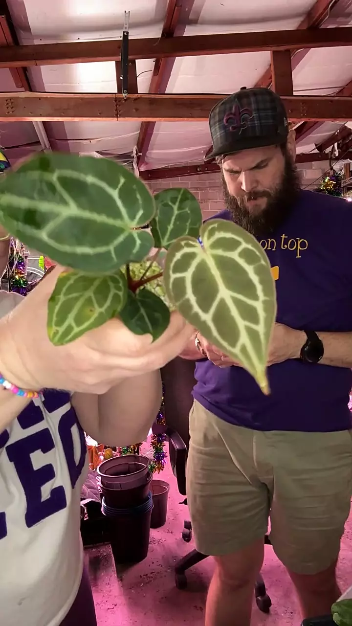 MG042 Chocolate x Red Crystal thumbnail