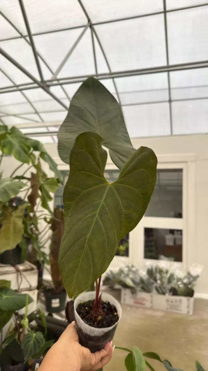 F150 Anthurium nigrolaminum Gigi thumbnail