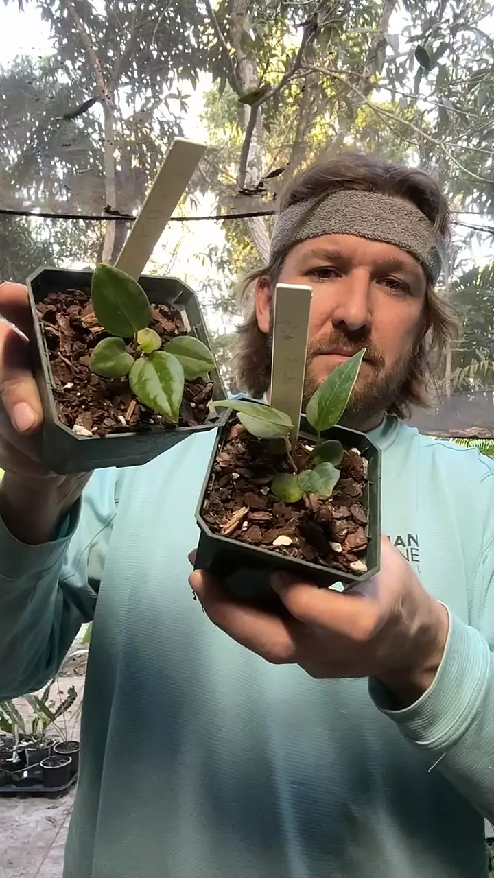 [707 708] port Dorito seedlings thumbnail