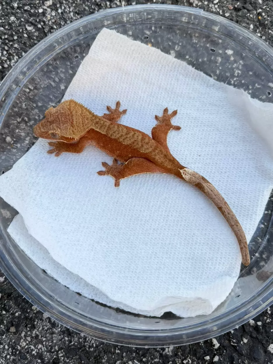 Red Phantom Female (C25-105) thumbnail