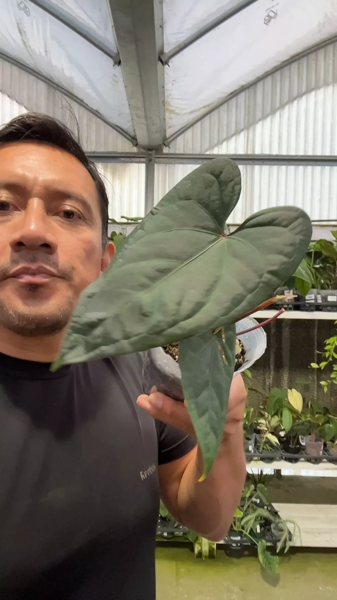 NP 407 Anthurium Eureka x Luxury Jungle thumbnail