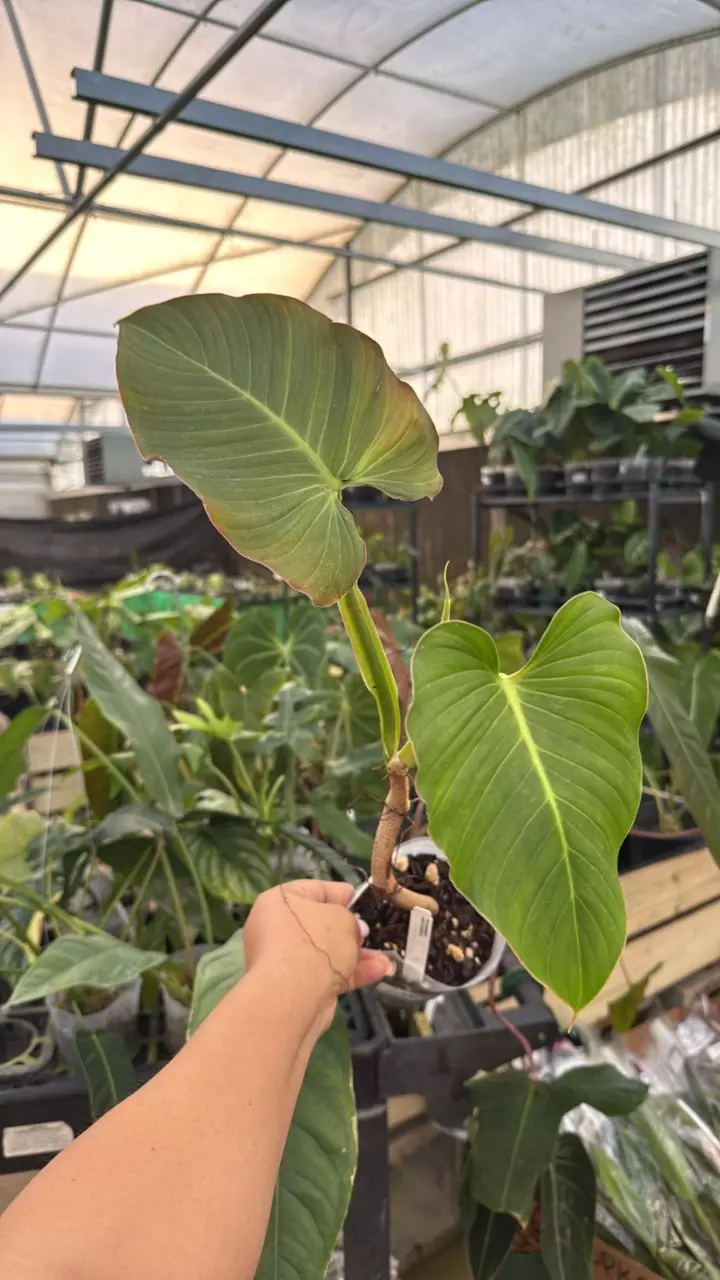 F164 Philodendron alatiundulatum thumbnail