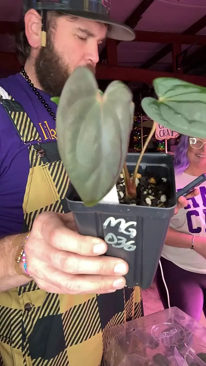 MG036 RVDP X BVEP (Round x Felix) thumbnail